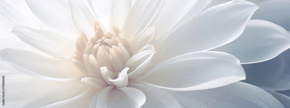 Fototapeta premium White flowers background. Macro of white petals texture. Soft dreamy image