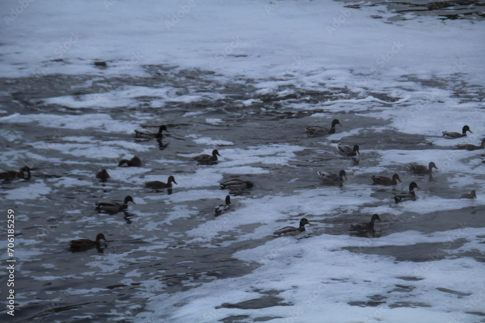 ducks in winter, Gold Bar Park, Edmonton, Alberta ducks in winter, Gold Bar Park, Edmonton, Alberta