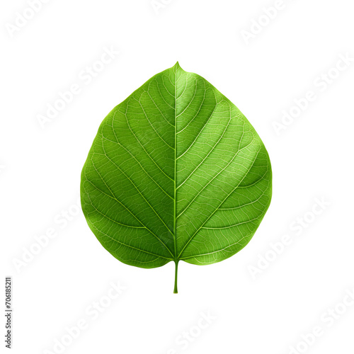 Mulberry leaf isolated on png background with clipping path.