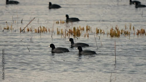 American coots swimming in a marsh in slow motion  photo