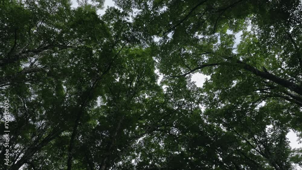 夏の上高地 日の出前の静かな森を見上げる 日本の山 長野県 夏の上高地 日の出前の静かな森を見上げる 日本の山 長野県