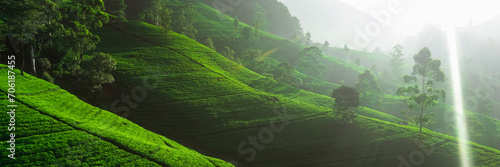 Panorama of green tea plantation in up country near Nuwara Eliya, Sri Lanka. High quality photo. Green tea field for background and banner photo