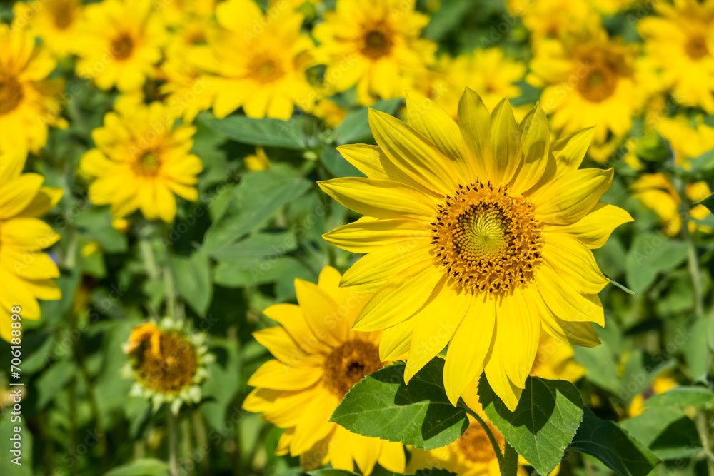 sunflowers farm with yellow flowers sunflowers farm with yellow flowers