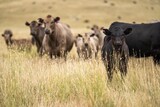 herd of cattle in outback australia in summer