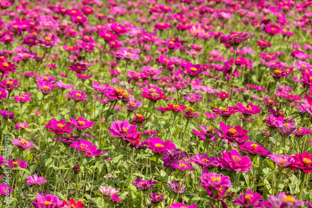 Naklejka premium colorful cosmos flowers farm