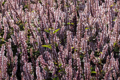 pink purple mesona flowers photo