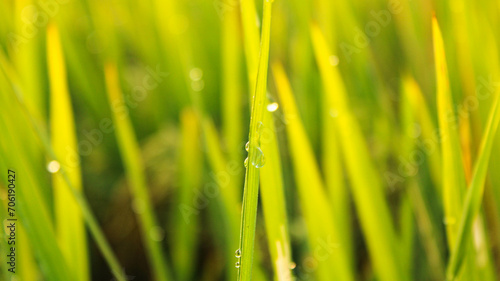 blurred and selective focus view of rice fields in the morning with dew drops on rice leaves. nature background