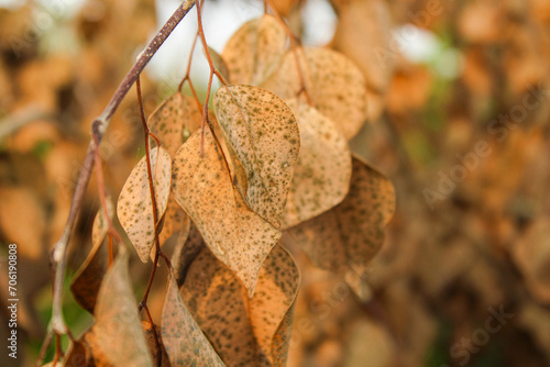 brown leaves. autumn theme background