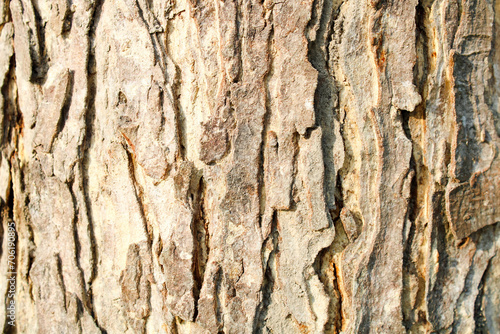 barn texture. wooden pattern