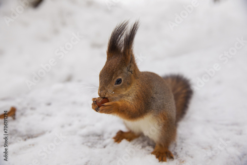 Beautiful squirrel in winter in a snowy park