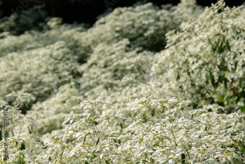 white pascuita flowers photo