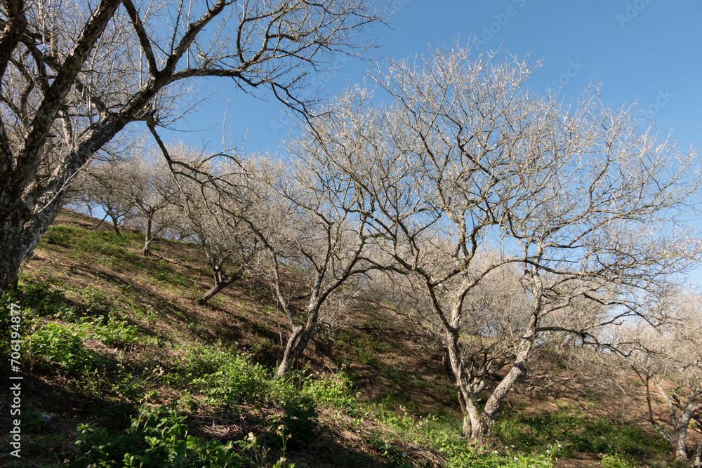 landscape of white plum blossom