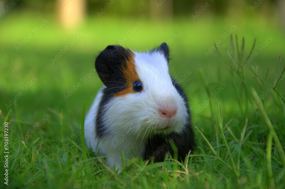 guinea pig in the grass guinea pig in the grass