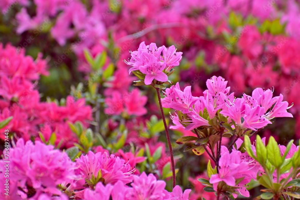 菅無田公園　山口　ツツジ
