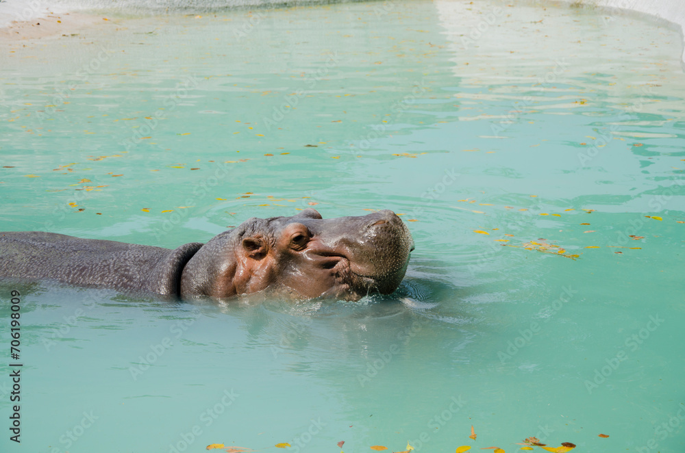 Fototapeta premium hippopotamus in water