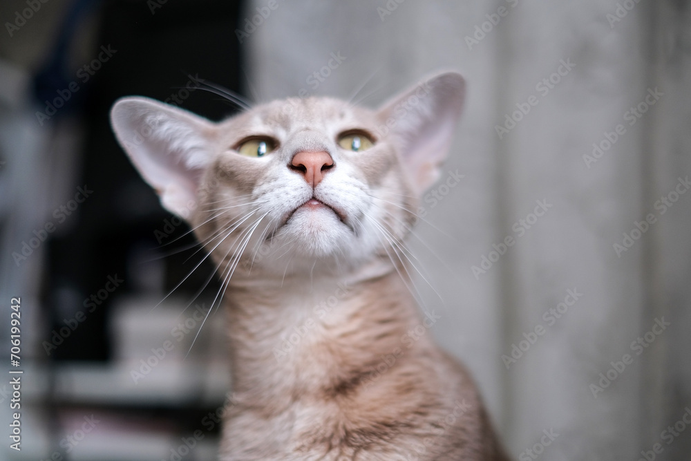Oriental cat nose close-up. Head of gray cat Oriental cat nose close-up. Head of gray cat