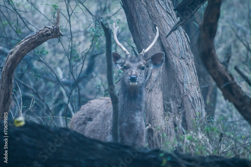 sambar deer in the woods