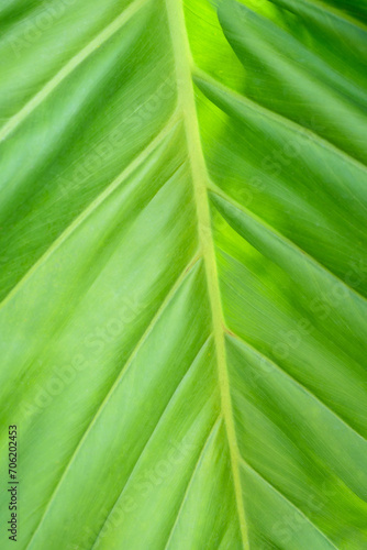 Fresh green leaf background in a tropical rainforest