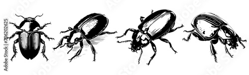 black and white sketch of  beetle  photo