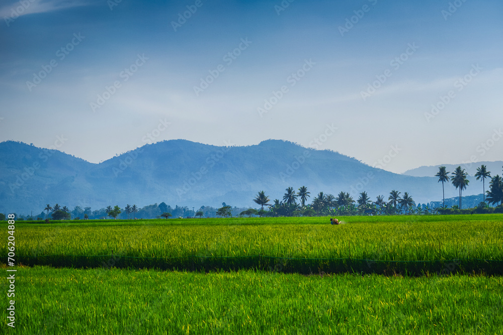 beautiful green rice or paddy field with mountains and blue sky