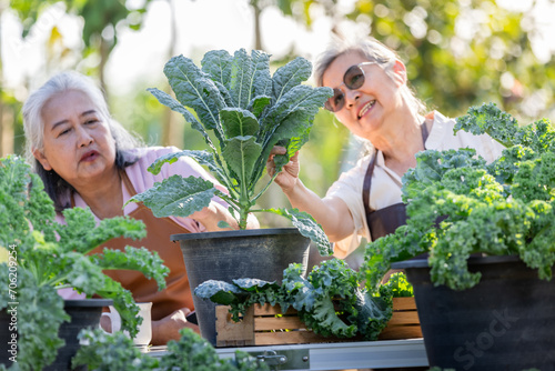 The senior women care lacinato kale organic green vegetable is actively involved in garden. photo