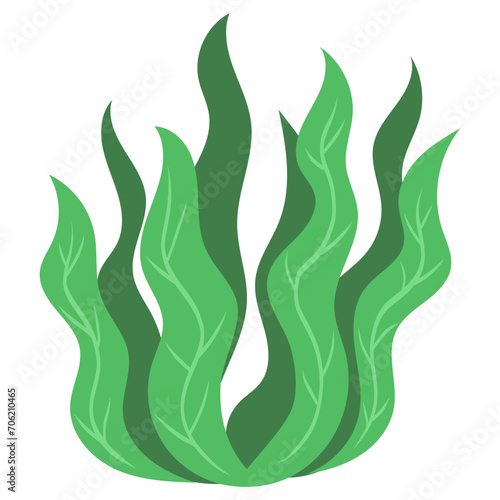 Seaweed vector illustration