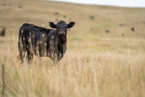 Fototapeta Naklejka Na Ścianę i Meble -  herd of cattle in outback australia in summer