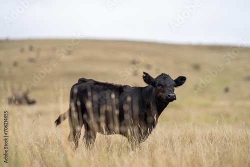 Fototapeta Naklejka Na Ścianę i Meble -  cow portrait in a field on a farm herd of cows