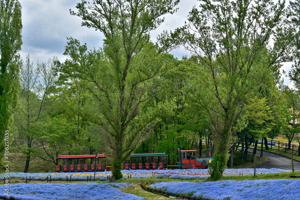 Obraz premium 岡山 おかやまフォレストパーク ドイツの森