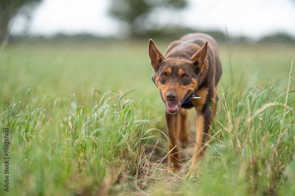 kelpie dog working dog on a sheep farm. model dog. beautiful animal portrait kelpie dog working dog on a sheep farm. model dog. beautiful animal portrait