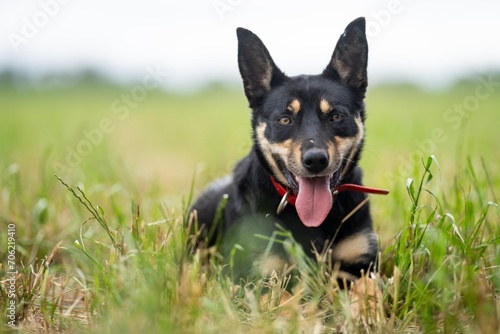 Φωτογραφία kelpie dog working dog on a sheep farm