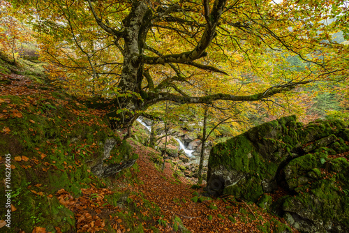 bosque de Bordes, valle de Valier -Riberot-, Parque Natural Regional de los Pirineos de Ariège, cordillera de los Pirineos, Francia