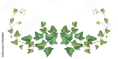 Green ivy composition. Hand-drwn watercolor illustation.