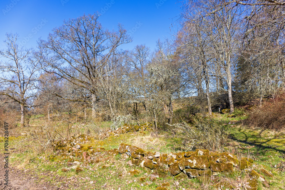 Old stone wall by a tree grove at springtime Old stone wall by a tree grove at springtime