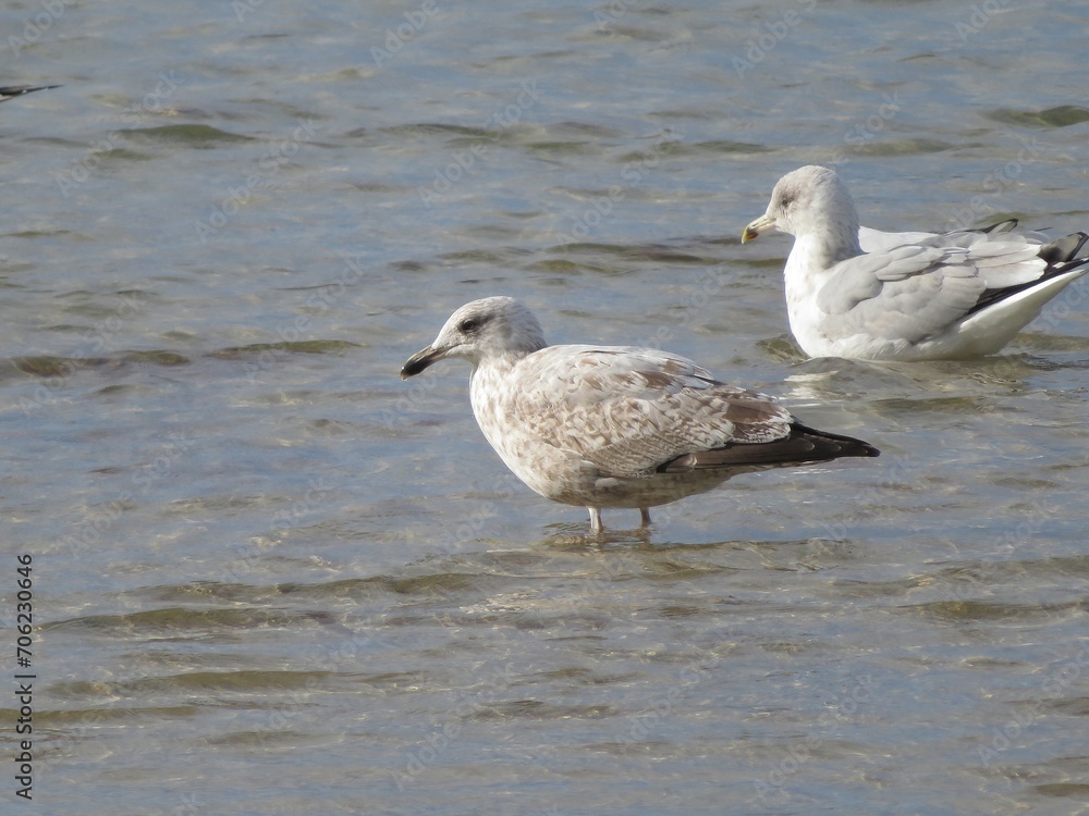 Mouettes Mouettes