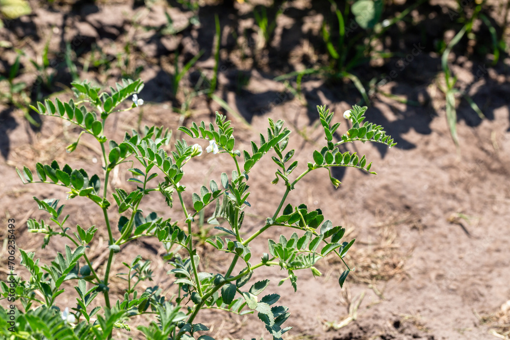 Obraz premium Chickpeas in garden with leaves. Chickpeas plant growing.