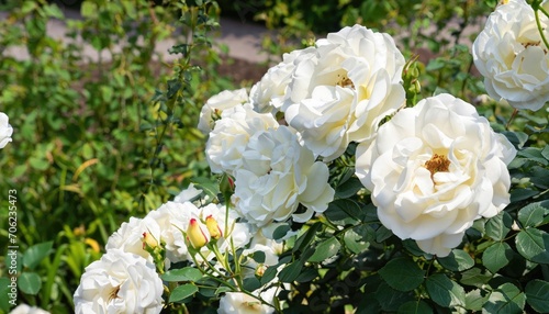 Bush of roses flowering in ornamental garden, with copy space