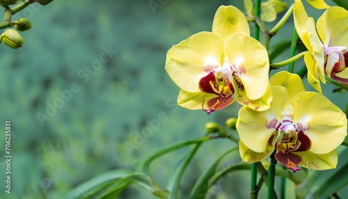 Orchid flowering  with copy space