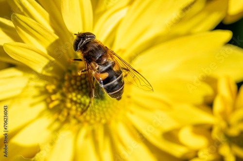 Detail of a bee on a large yellow flower.