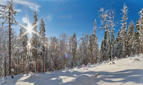 Fotografie Snowy clearing in a coniferous forest on a sunny, winter day