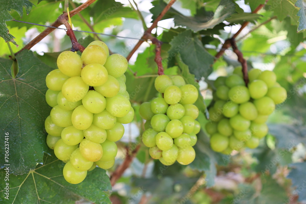 Fresh green grapes on the tree. Several bunches of fresh green Shine Muscat grapes arranged with green leaves on a branch in an organic garden on a blurred leaf background with selective focus. Fresh green grapes on the tree. Several bunches of fresh green Shine Muscat grapes arranged with green leaves on a branch in an organic garden on a blurred leaf background with selective focus.