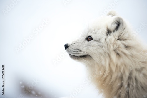 profile of arctic fox in blizzard © primopiano
