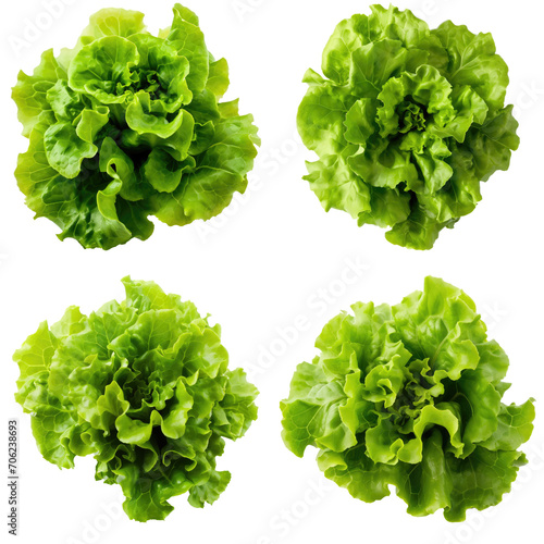 Set of Green oakleaf lettuce Isolated on white background photo