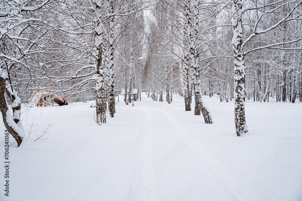 Fototapeta premium Birch forest in winter, snowy weather, Russian winter, tree trunks, countryside, winter forest.