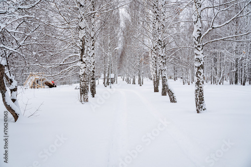 Birch forest in winter, snowy weather, Russian winter, tree trunks, countryside, winter forest.