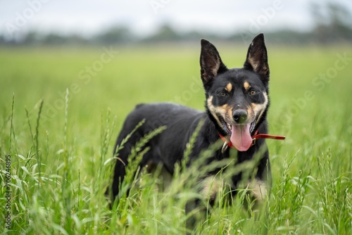 Fotografía working kelpie dog sitting in grass on a farm in Australia