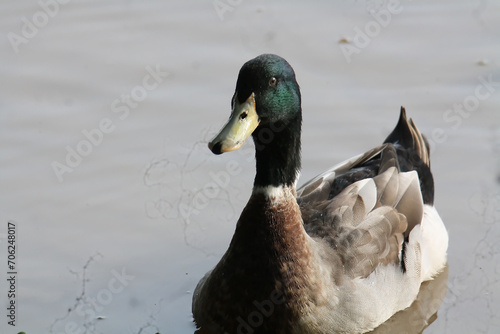 Fotografía Mallard