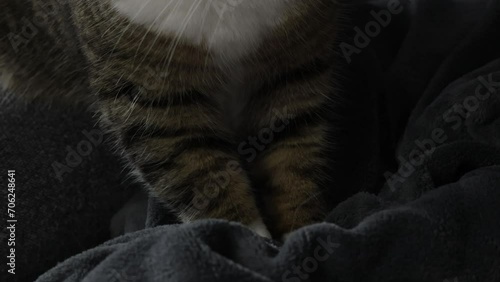 chat tigré faisant aller ses pattes sur une couverture photo