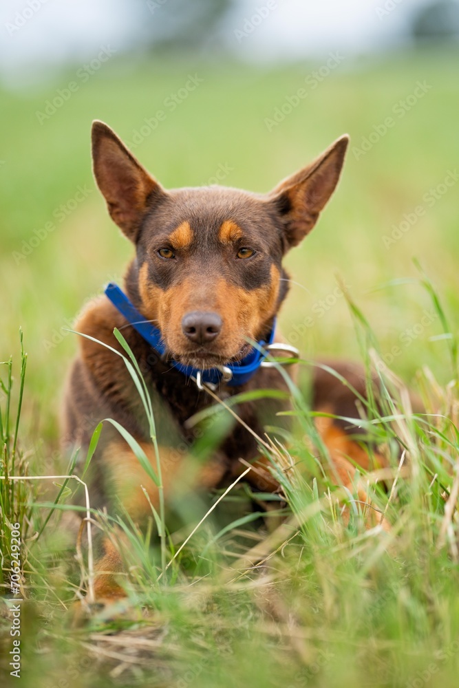 working kelpie dog on a farm in long grass in zew zealand working kelpie dog on a farm in long grass in zew zealand