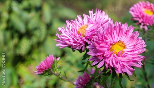 Aster flowering in the garden  with copy space